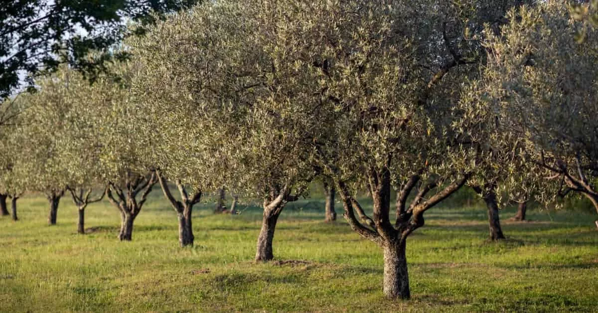 Olivicultura regenerativa en un olivar con cubierta vegetal que protege la salud del suelo